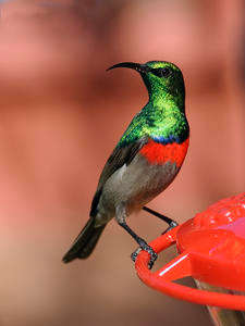 12 x Sunbird / Hummingbird Feeder - BULK SALE !!! FREE SHIPPING !!!