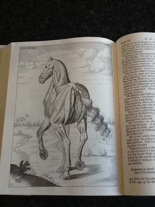 The Anatomy of an Horse - Andrew Snape