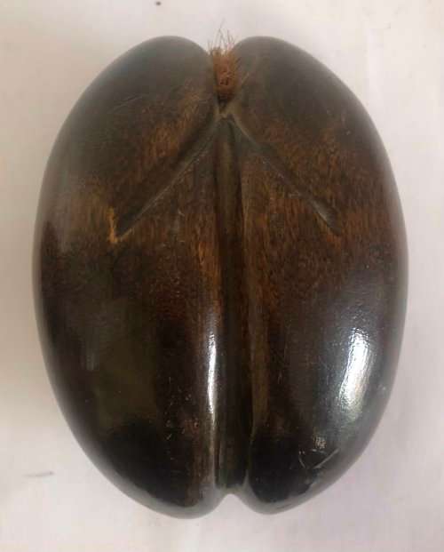 Coco De Mer Seed