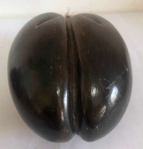 Coco De Mer Seed