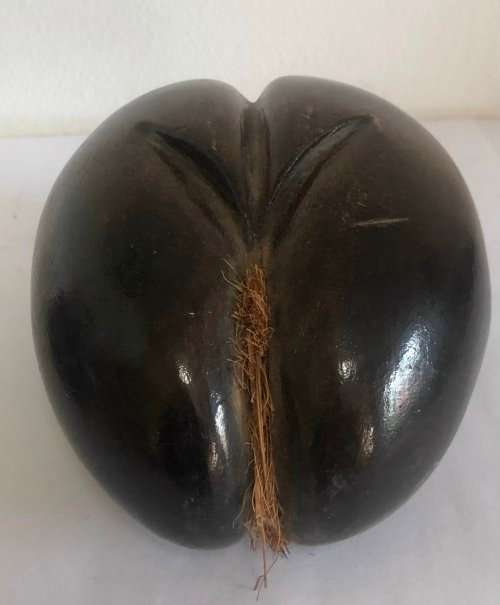 Coco De Mer Seed