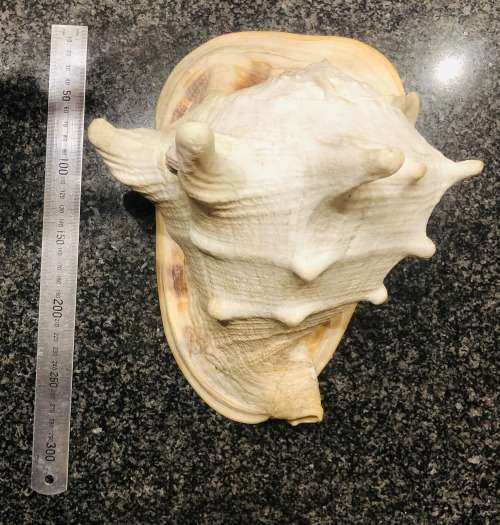 Scarce Large Conch Shell