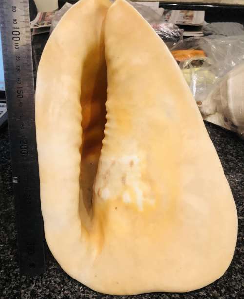 Scarce Large Conch Shell
