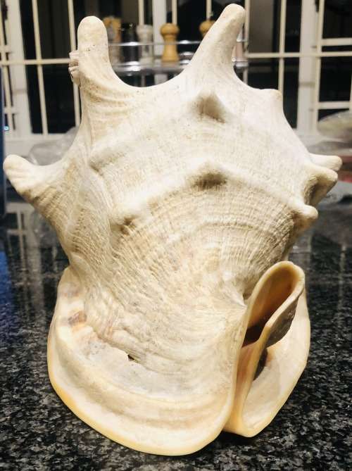 Scarce Large Conch Shell