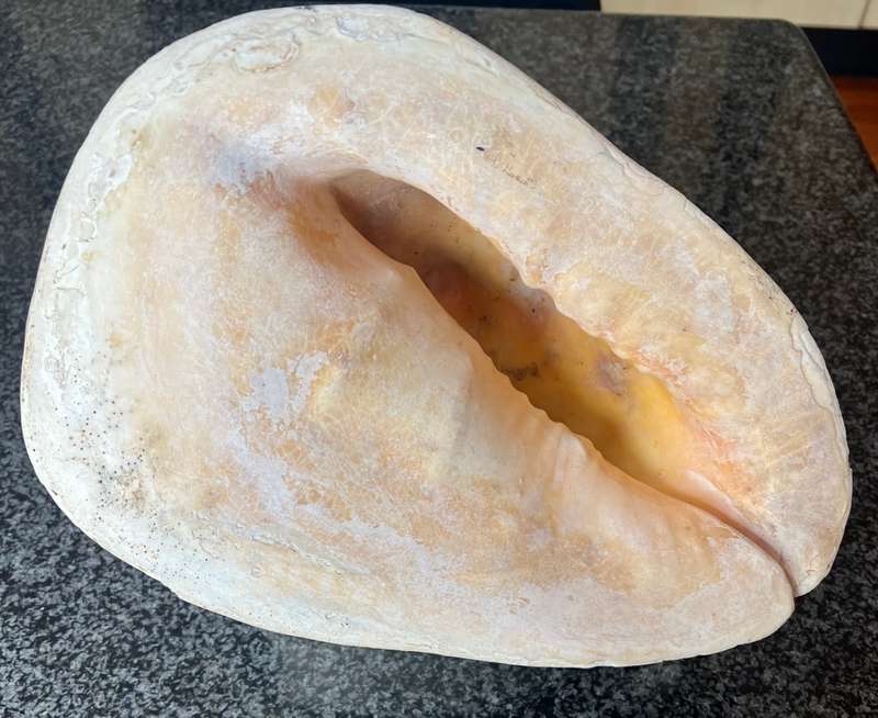 Scarce Conch Shell