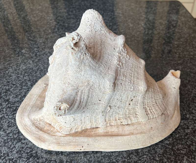 Scarce Conch Shell