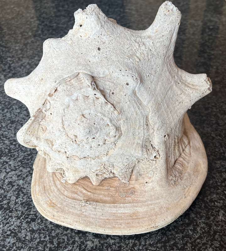 Scarce Conch Shell