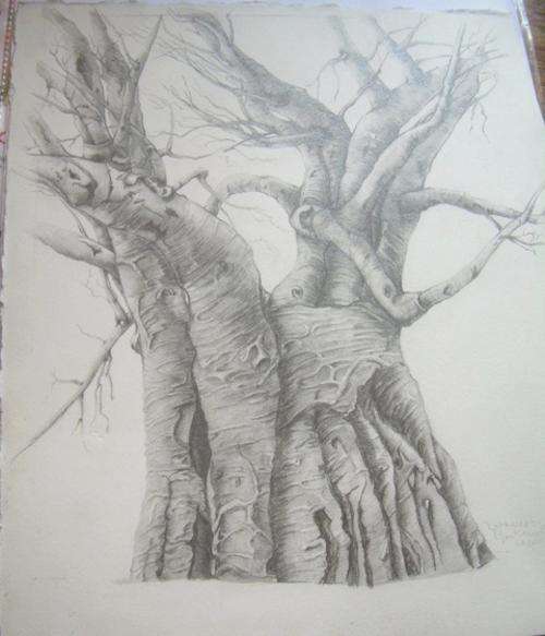 Baobab Tree. N Tvl.    Pencil.    With Frame.    Botanically correct representation