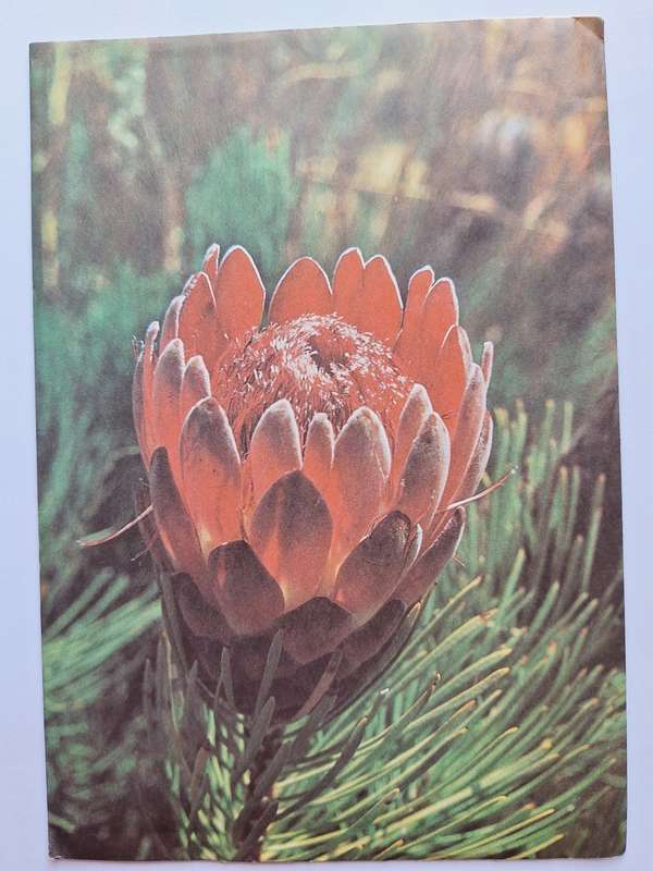 Complete third definite series proteas stamp set 1977 in original envolope