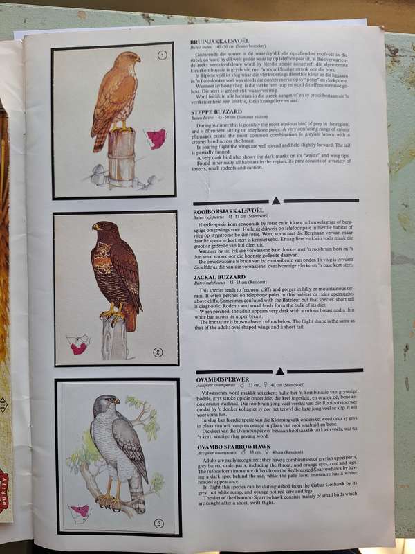 Weet-Bix Birds of Prey Album complete set of 60 cards from 1970`s