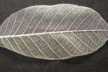 bleached leaves medium