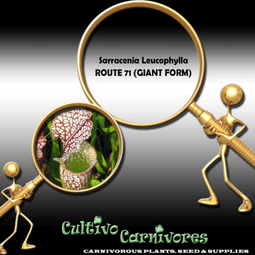 Sarracenia Leucophylla Route 71 (Giant) | 10 seeds | Carnivorous Plants & Seeds (Trumpet Pitcher)