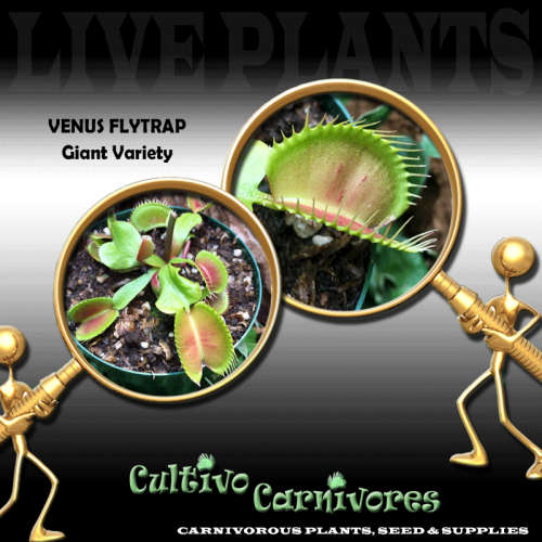 Venus Flytrap | Live plant | Carnivorous Plants & Seeds (Venus fly catchers)