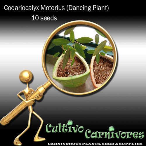 Dancing Plant (Telegraph Plant) | Codariocalyx Motorius | 10 seeds