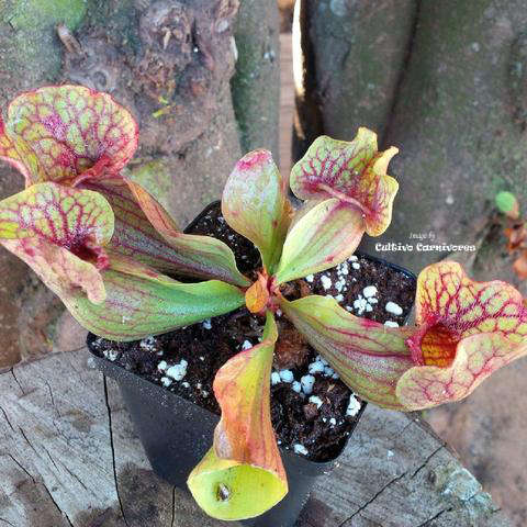 PROmix for Trumpet Pitcher Plant | Sarracenia growing media | Premixed carnivorous plant soil