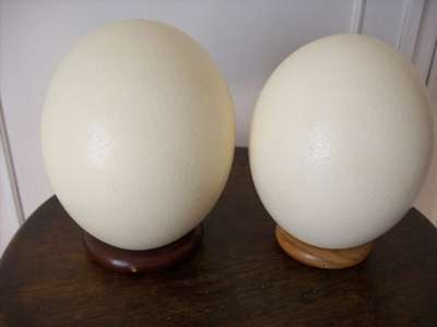 OSTRICH EGGS x 2