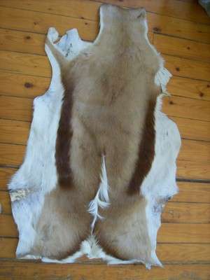 SPRINGBOK SKIN (3)