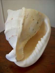 SEASHELL.  BEAUTIFUL ITEM IN GOOD CONDITION.