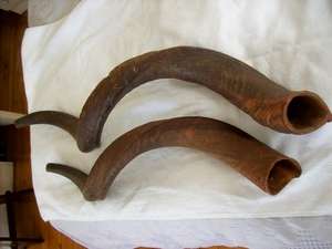 PAIR OF HORNS