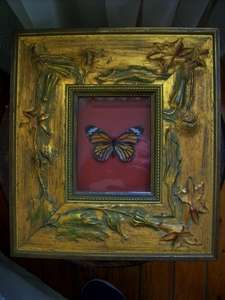 A BEAUTIFULLY MOUNTED & FRAMED BUTTERFLY .