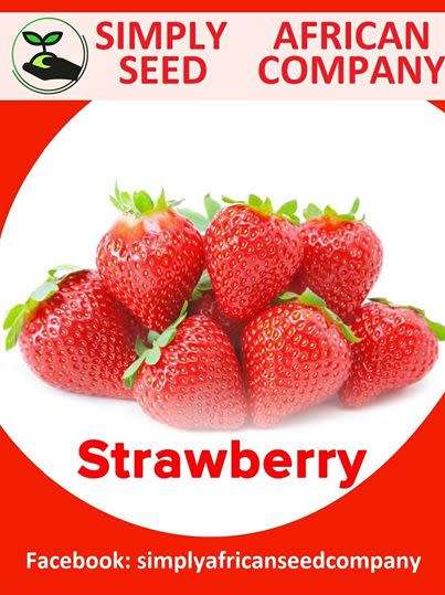 Strawberry Seeds