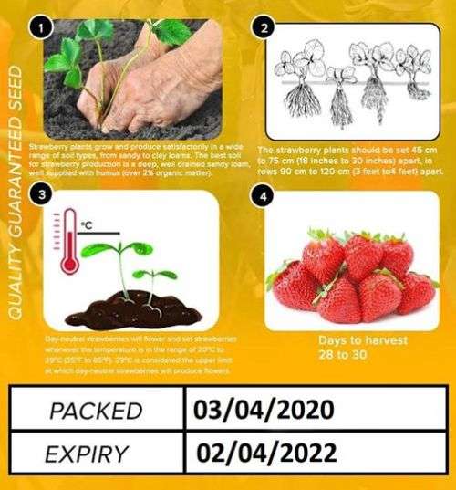 Strawberry Seeds