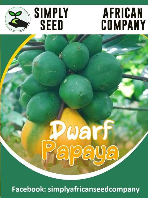 Dwarf Papaya Seeds