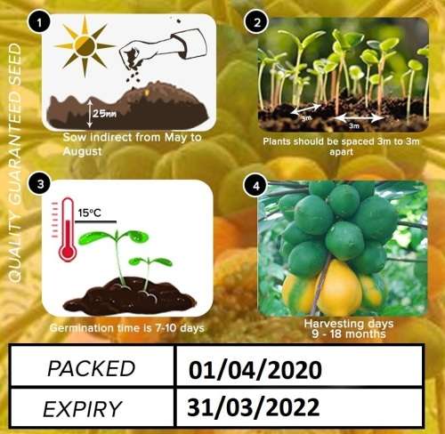 Dwarf Papaya Seeds