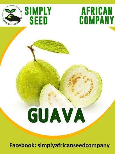 Chinese Guava (White) Seeds