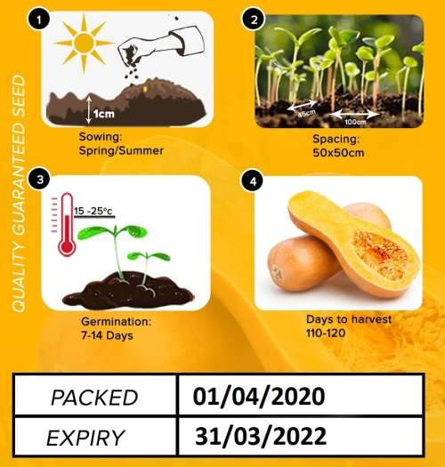 Butternut Seeds