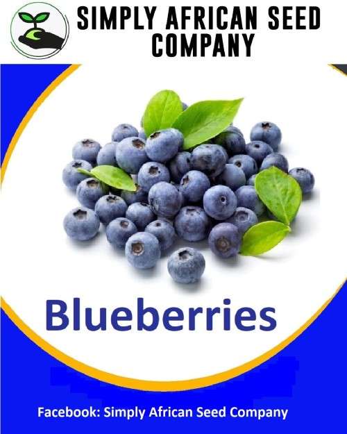 Blueberry Seeds