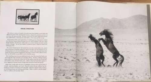 The Wild Horses of Namibia