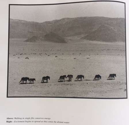 The Wild Horses of Namibia