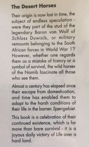 The Wild Horses of Namibia