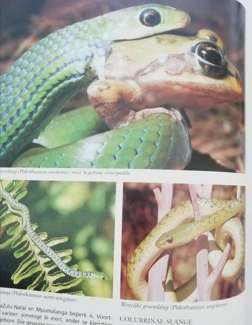 Algenene gids tot Slange Ander Reptiele and Amfibiee / Bill Branch