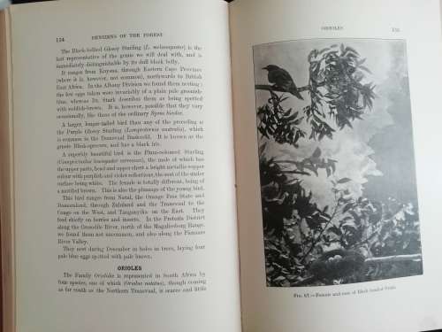Sketches of South African Bird-Life Haagner, Alwin