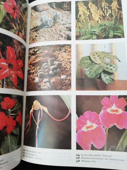 THE COLOUR DICTIONARY OF GARDEN PLANTS BY ROY HAY and P.M. SYNGE and THE ROYAL HORTICULTURAL SOCIETY