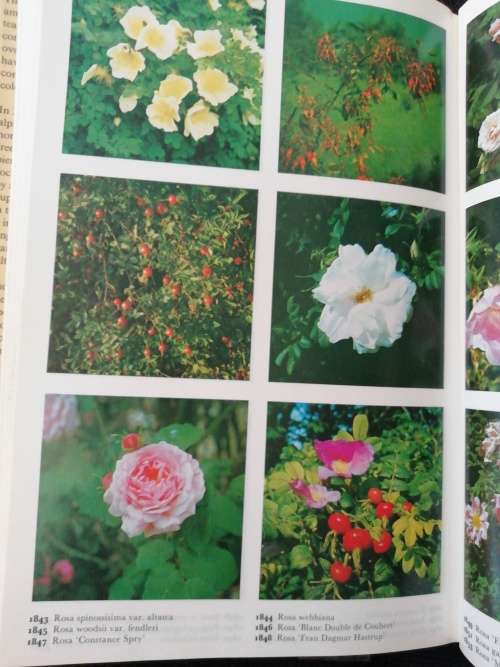 THE COLOUR DICTIONARY OF GARDEN PLANTS BY ROY HAY and P.M. SYNGE and THE ROYAL HORTICULTURAL SOCIETY