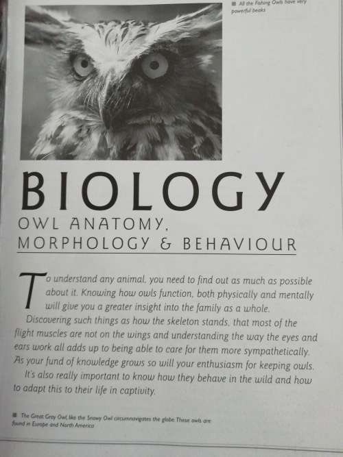 UNDERSTANDING OWLS / Jemina Parry-Jones