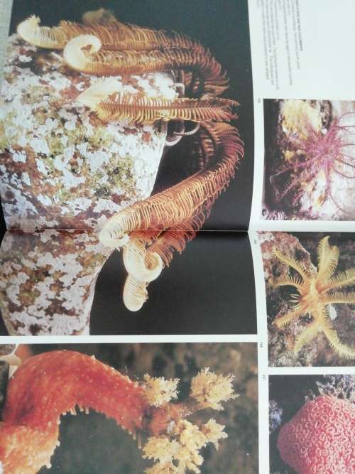 The Living Shores of Southern Africa / Margo and George Branch