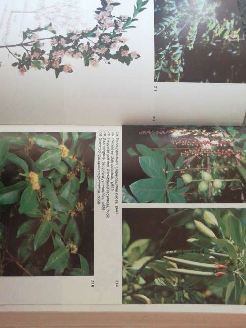 Trees of Southern Africa  /   Palgrave, Keith Coates
