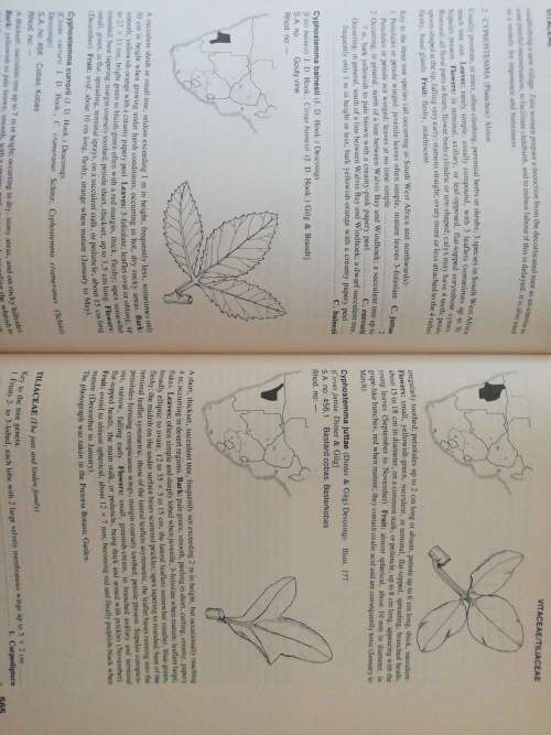 Trees of Southern Africa  /   Palgrave, Keith Coates