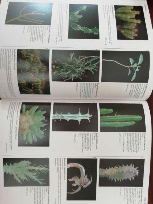 Succulents: The Illustrated Dictionary Sajeva, Maurizio, Constanzo, Mariangela