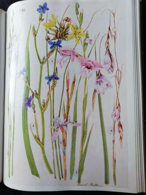 WILD FLOWERS OF THE EASTERN CAPE PROVINCE / A. Batten & H. Bokelmann