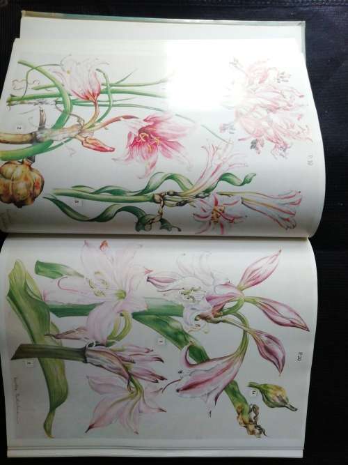 WILD FLOWERS OF THE EASTERN CAPE PROVINCE / A. Batten & H. Bokelmann