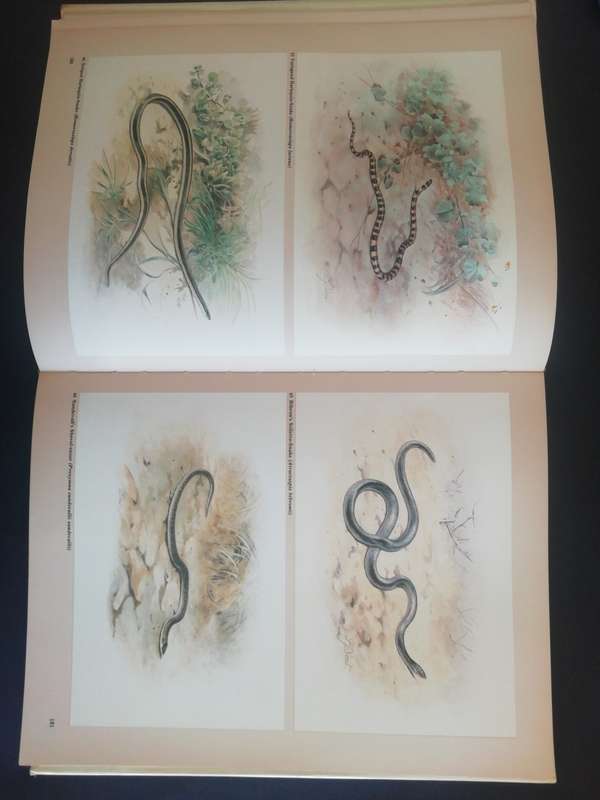 FitzSimons` Snakes of Southern Africa  / Donald G. Broadley