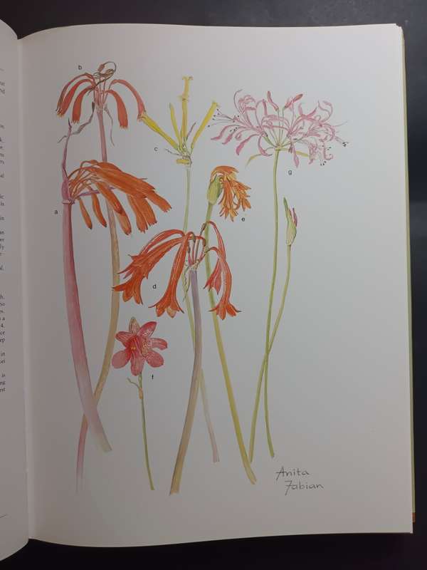 Transvaal Wild Flowers / Anita Fabian & Gerrit Germishuizen