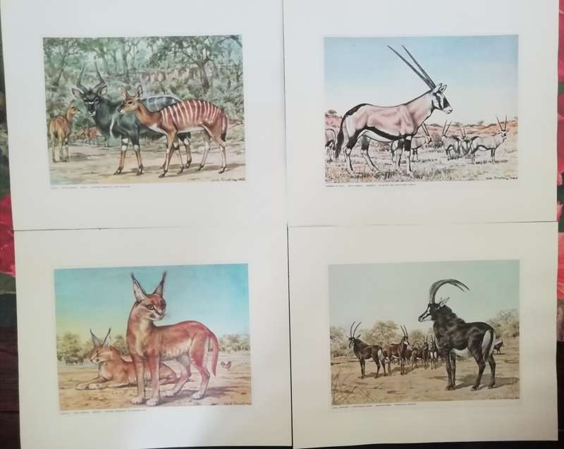 A Folio of South African Animals by Dick Findlay (Limited Edition)