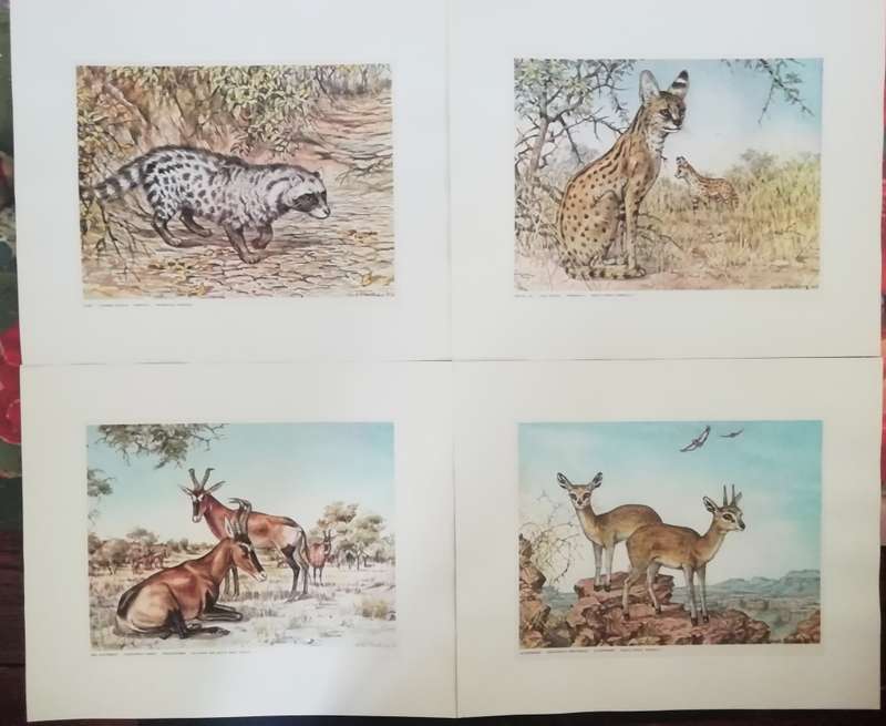 A Folio of South African Animals by Dick Findlay (Limited Edition)