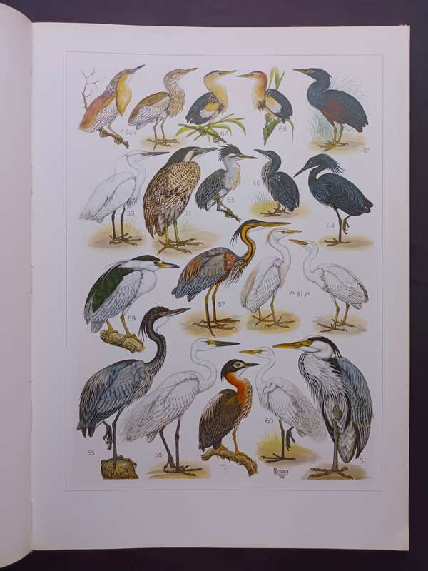 The Paintings of Norman Lighton for Roberts Birds of South Africa / A V Bird